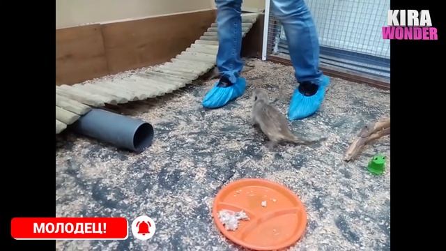 В контактный зоопарк с Кирой | Смешные кролики, сурикаты и другие животные