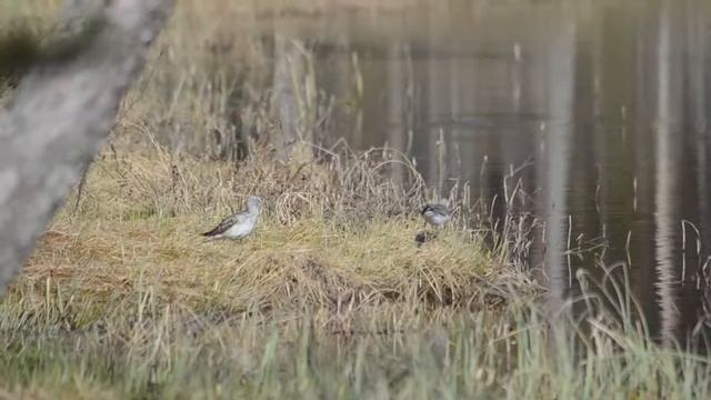 большой улит смотреть онлайн
