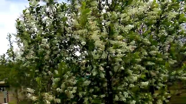 Цветёт черемуха к похолоданию!!! народная примета!! смотреть онлайн