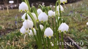 Белоцветник - красивый весенний цветок, первоцвет