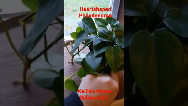 Meet My Plants: Philodendron Hederaceum смотреть онлайн