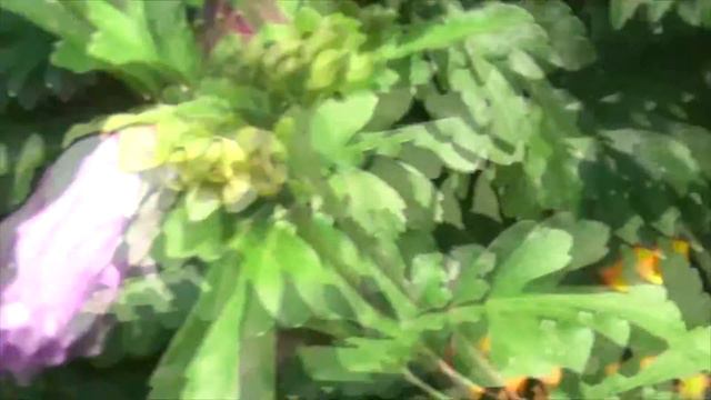 Шершень смотреть онлайн