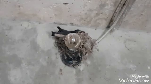 Ласточки. Вырастили птенцов с упавшего гнезда #ласточки#птецыласточки смотреть онлайн