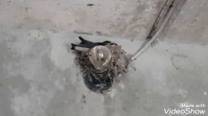 Ласточки. Вырастили птенцов с упавшего гнезда #ласточки#птецыласточки