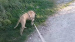 Вязка собак, Бойцовый Амстафф в деле, собачья свадьба.