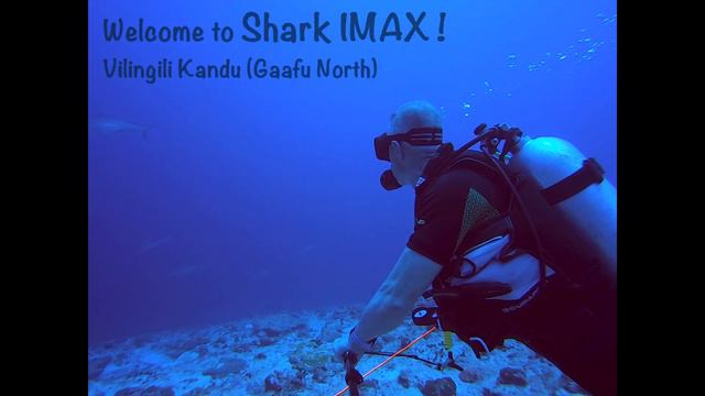 Maldives - Part 4 of 7 - Gaafu Vilingili Shark IMAX Experience ! смотреть онлайн