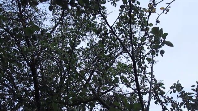 19.06.2023 Засыхает яблоня, ветки. Трещины в самом стволе яблони, кора отходит. MVI_3085 смотреть онлайн