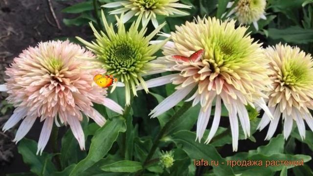 Эхинацея пурпурная Черри Флаф (echinacea purpurea) ? обзор: как сажать, саженцы эхинацеи Черри Флаф смотреть онлайн