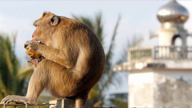 Pangandaran beach on Java,Indonesia смотреть онлайн
