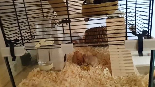 Пять хомяков. Первый день. Заселение. Новый дом. Джунгарики. смотреть онлайн