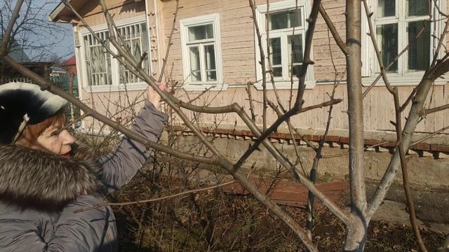 Обрезка плодовых деревьев для начинающих.Шаг 2.Угол отхождения,расхождения и отклонения ветки. смотреть онлайн