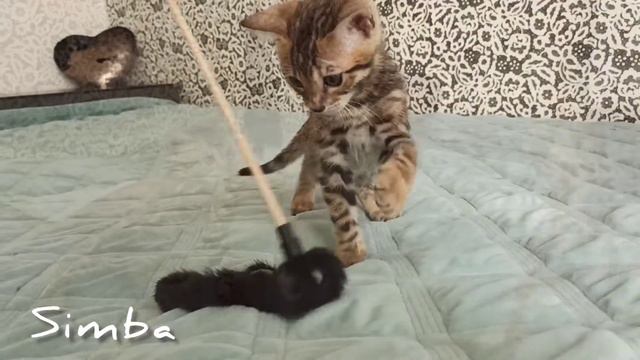 Бенгальские котята. Мальчик Simba смотреть онлайн