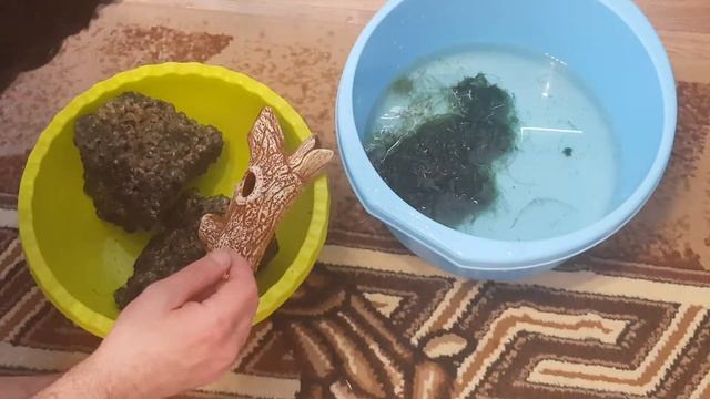 Родниковый мох в аквариуме. часть 1. смотреть онлайн