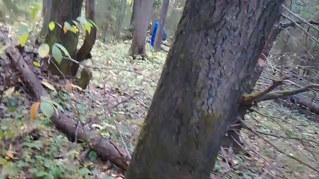 В лес вместе со Славой/Набрали опят. смотреть онлайн