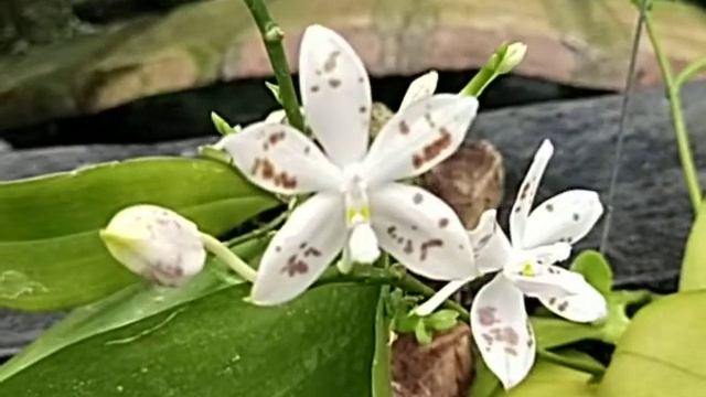 Phalaenopsis Speciosa Fma. Brunneola 'Coffee Spot'