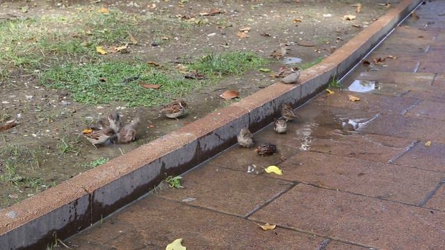 Воробьи купаются в лужице смотреть онлайн