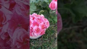 Пеларгония ТА Леди Винтер.