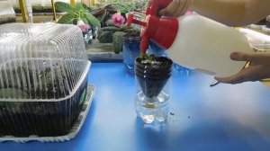 ГЛОКСИНИИ НА ФИТИЛЬНОМ ПОЛИВЕ ! Как пересадить детки глоксиний на фитили.