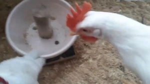 Как теперь устроен наш курятник на шесть пород кур с отсеком для молодняка...