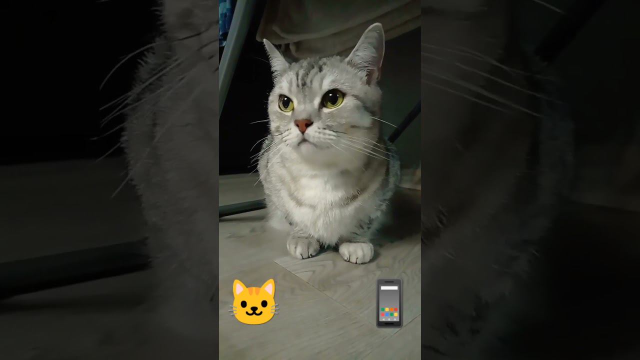 #shorts #котики #рекомендации #лайк #подписка #коттитар #выбери #котята смотреть онлайн