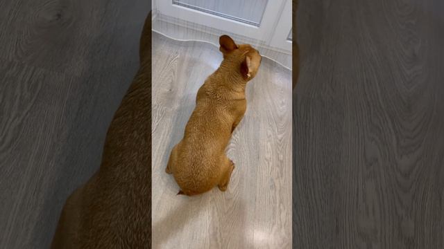 На ровном месте…😤 #смех #юмор #животные #бульдоги #собаки #собака #видео #французскийбульдог смотреть онлайн