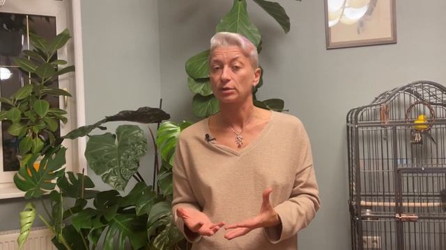 3 признака, что пора пересаживать комнатное растение смотреть онлайн