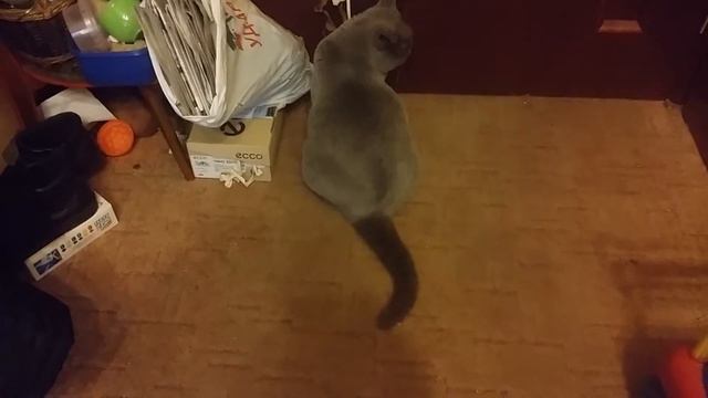 Поведение кошки Беты в комнате при закрытой двери