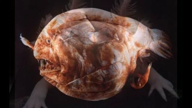 Самые страшные водные обитатели The worst aquatic inhabitants أسوأ سكان المائية смотреть онлайн