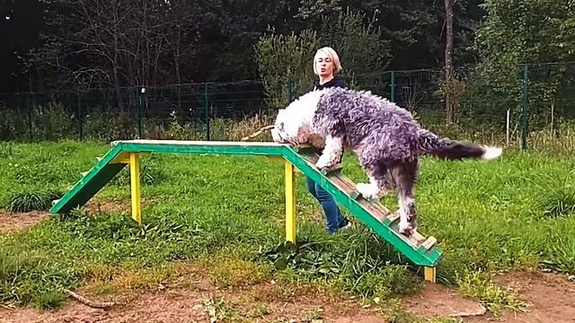 Площадка для выгула собак ЖК "Метроград" смотреть онлайн