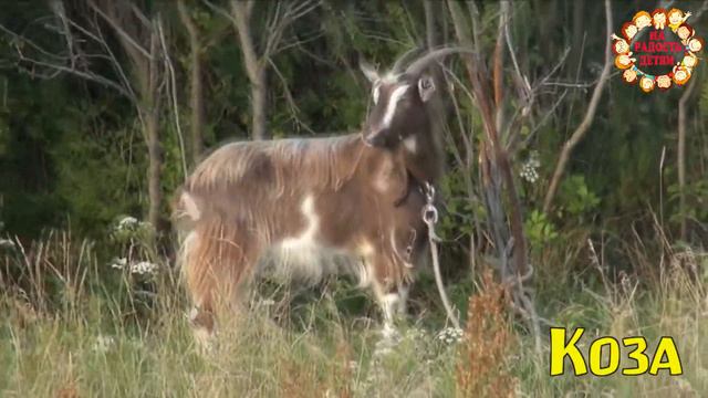 КАК ГОВОРЯТ ЖИВОТНЫЕ?РАЗВИВАЮЩЕЕ видео.ЗВУКИ животных ДЛЯ ДЕТЕЙ.Домашние животные. смотреть онлайн