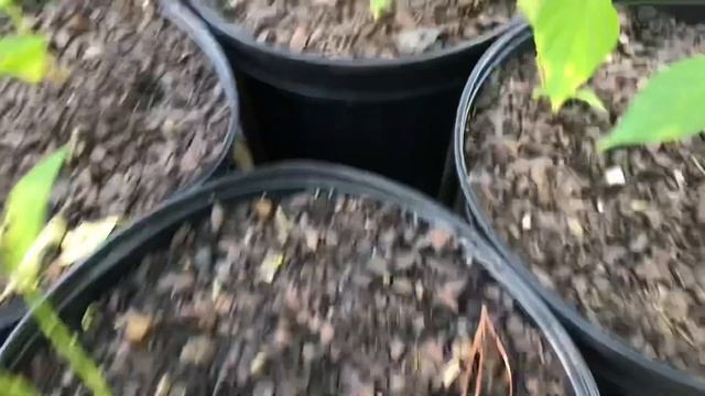 Growing and Harvesting Cayenne Pepper { 2021 Cayenne Pepper Harvest } смотреть онлайн