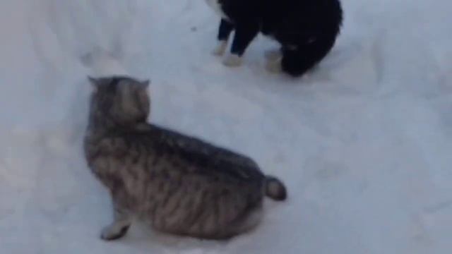 Кот Дэн и кошка Рита спариваются часть 2 смотреть онлайн