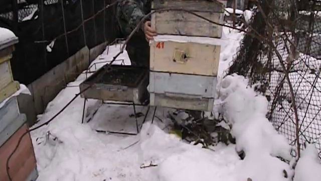 подготовка семьи бакфаст к зимовке на воле - зимние работы пчеловода смотреть онлайн
