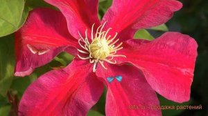 Клематис крупноцветковый Сансет (clematis sunset) ? обзор: как сажать, саженцы клематиса Сансет