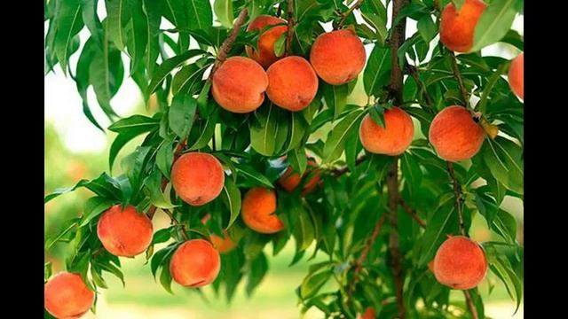 ОБРАБОТКА ПЕРСИКА ВЕСНОЙ- Когда и чем следует обрабатывать персики смотреть онлайн