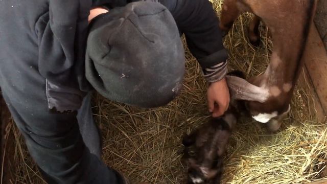 ЭКСТРЕННО ПРИНИМАЕМ РОДЫ У КОЗЫ! ТАКОГО МЫ НЕ ОЖИДАЛИ! ПОДЗЕМНЫЙ ДОМ ЗАВАЛИЛО СНЕГОМ!ЖИЗНЬ В ДЕРЕВН смотреть онлайн
