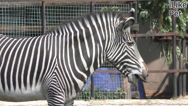 5 необычных фактов о зебрах смотреть онлайн