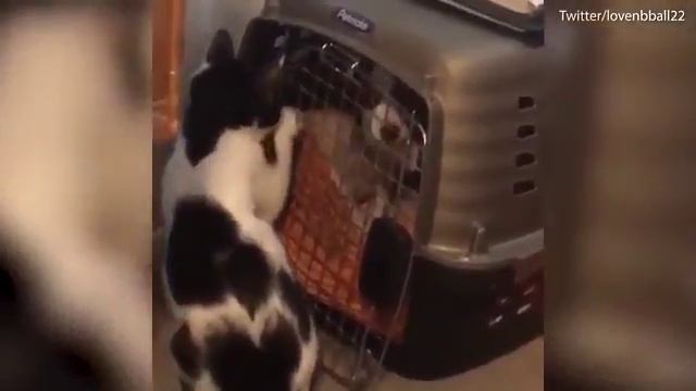 Кошка помогла двум собачкам выбраться из переноски смотреть онлайн