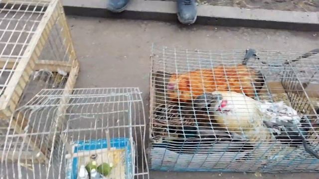 Выставка-ярмарка голубей и декоративных птиц. (22 февраля г.Кривой Рог Украина) ЧАСТЬ 3 смотреть онлайн