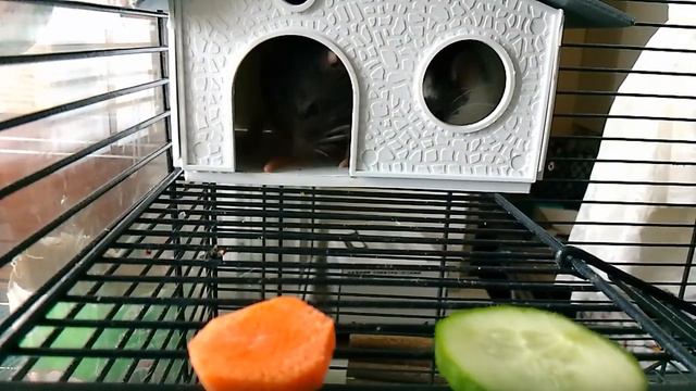Кормлю крыс сочкой, корм для крыс смотреть онлайн