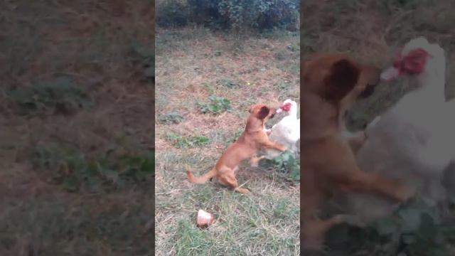 Fight dog vs duck:-);Бой такса с уткой смотреть онлайн