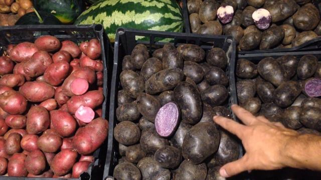 ВЫРАЩИВАНИЕ ЦВЕТНОГО КАРТОФЕЛЯ, РЕЗУЛЬТАТ 2016 ГОДА смотреть онлайн