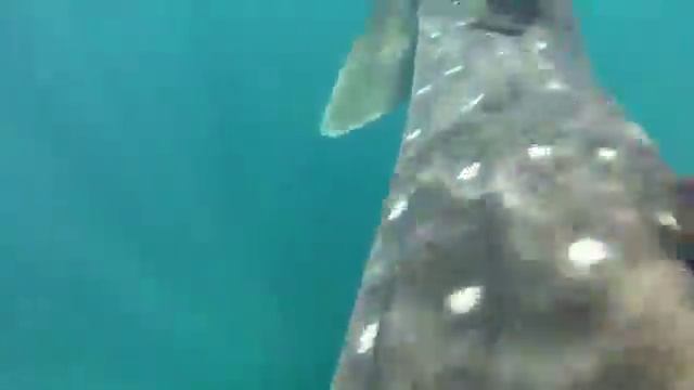 Jeb Corliss getting run over by a whale shark смотреть онлайн