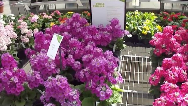 Primula Malacoides (con aroma!) смотреть онлайн