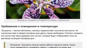 Трициртис: посадка и уход за «садовой орхидеей» в открытом грунте.