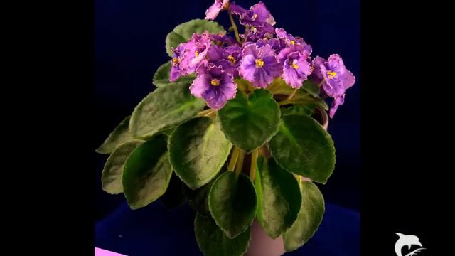 2 african-violet Usambaraveilchen Saintpaulia Мои фиалки смотреть онлайн