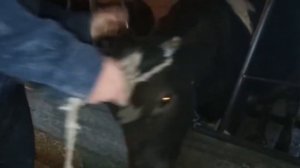 Как можно вывести быка на забой