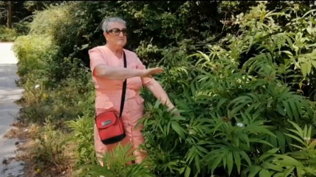 IL SAMBUCUS EBULUS NELLE STRADE DI MISTRETTA LUGLIO 2021 смотреть онлайн
