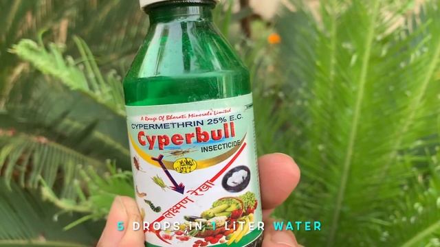 Cycas Plant Care | Sago Palm | Care Tips & Fertiliser | cycas revoluta смотреть онлайн