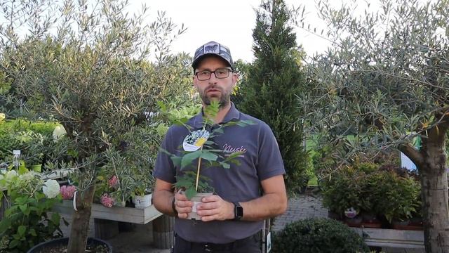 7 (Fast) Geheime Pflanzen, die Du garantiert noch nicht kennst! смотреть онлайн